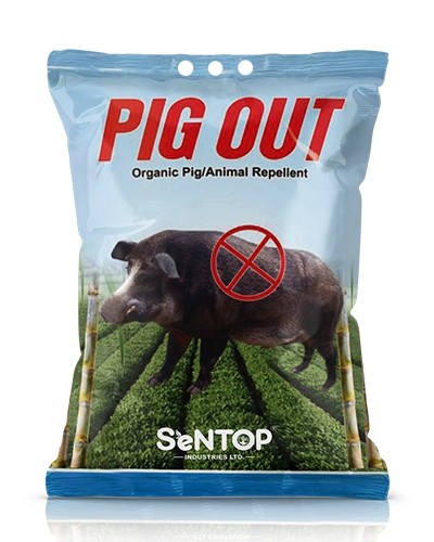 PIG OUT